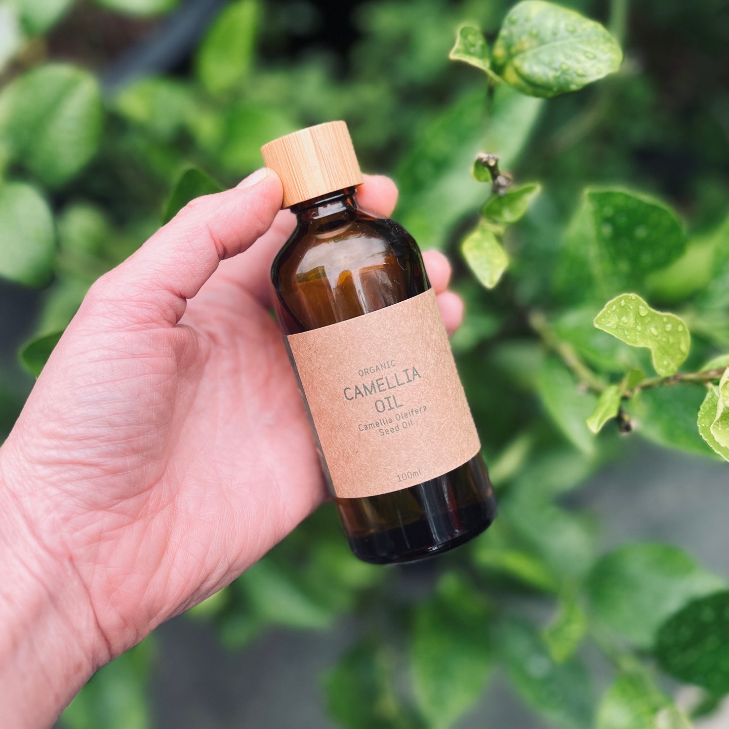 Camellia Oil Glass Bottle